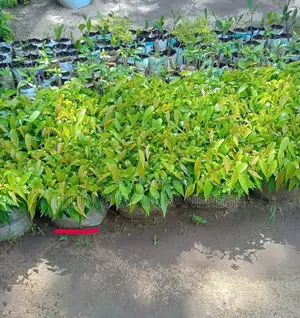 Ashok Tree Seedlings. 250 Seedlings Per Bale.
