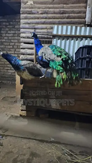 Peacocks Birds