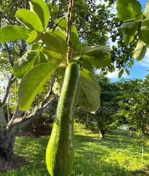 Long Neck Avocado Dwarf Seedlings.