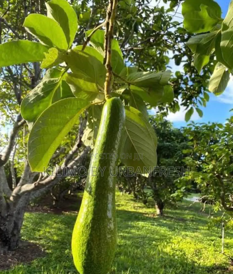 Long Neck Avocado Dwarf Seedlings.