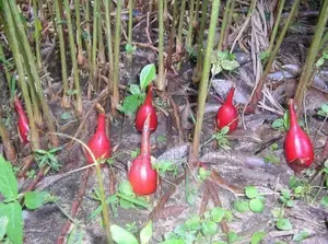 Alligator Seedlings