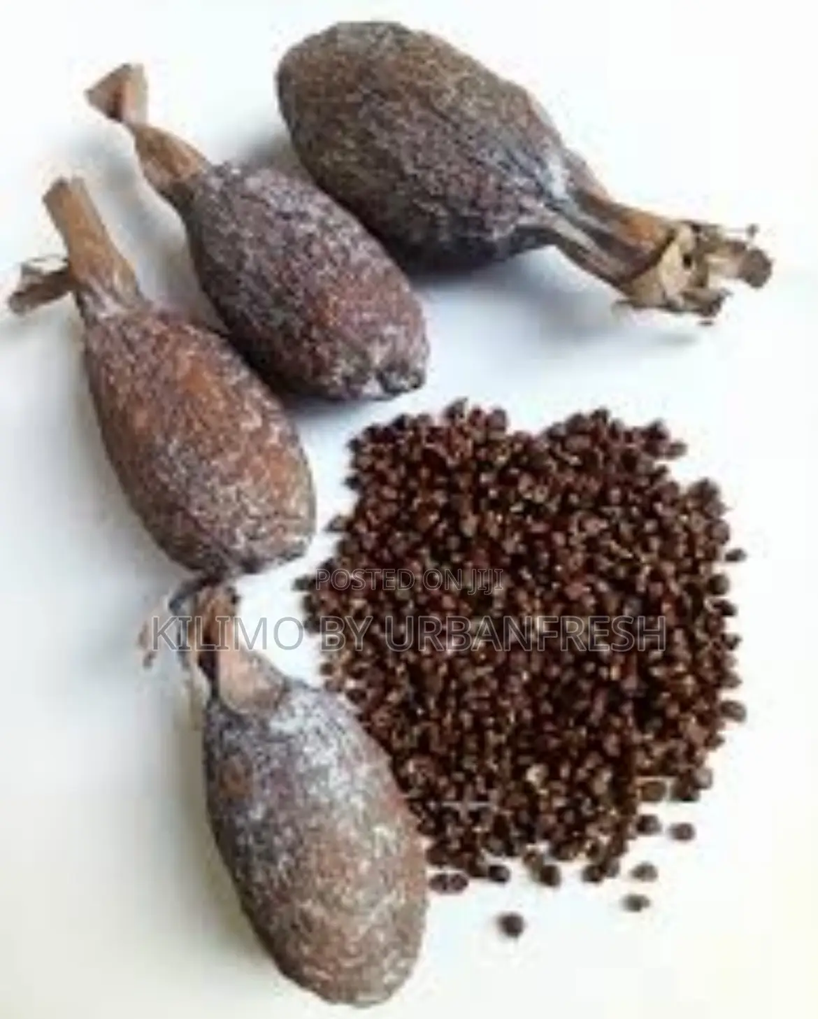 Alligator Seedlings