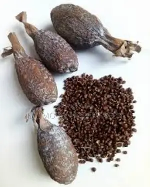Alligator Seedlings