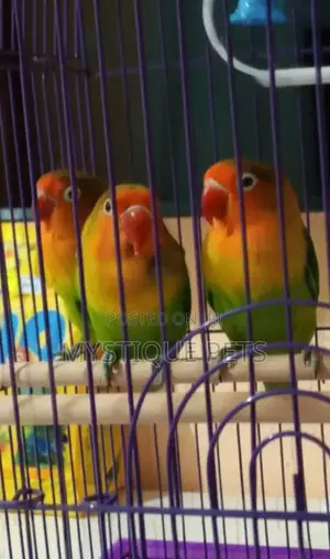 Parakeets Love Birds