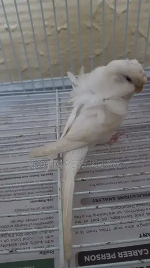 Flower Budgies (Hagoromo)