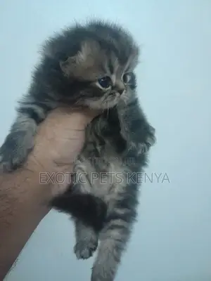 1-3 months Male Purebred Persian