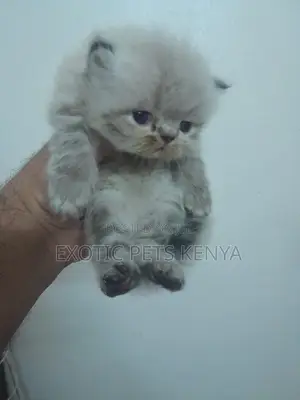 1-3 months Female Purebred Persian