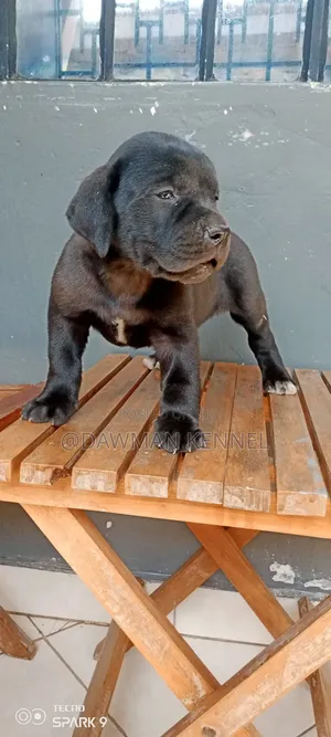 1-3 months Male Purebred Great Dane