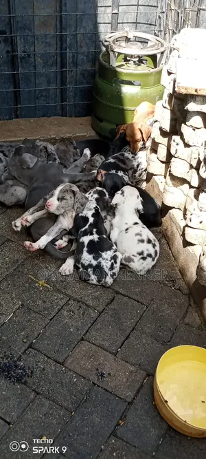 1-3 months Male Purebred Great Dane