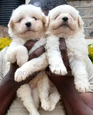1-3 months Male Purebred Havanese