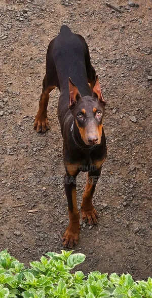 3-6 months Male Purebred Doberman Pinscher