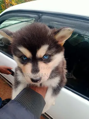1-3 months Male Purebred Siberian Husky
