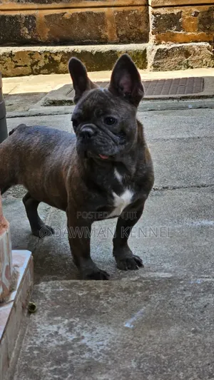 1-3 months Male Purebred French Bulldog