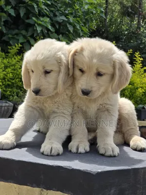 1-3 months Female Purebred Golden Retriever