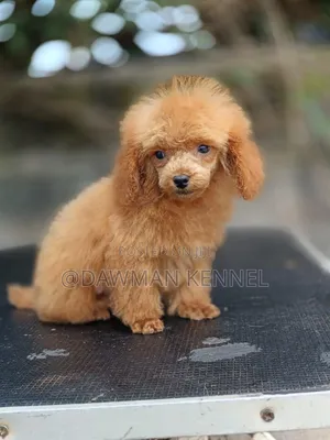 1-3 months Male Purebred Poodle