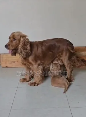 1-3 months Female Purebred Cocker Spaniel