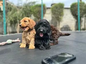 1-3 months Male Purebred Cockapoo