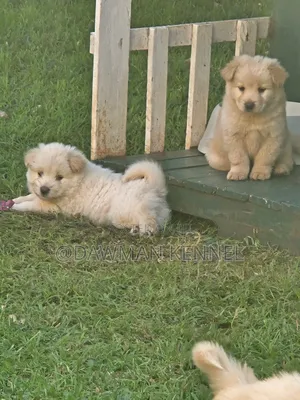 1-3 months Female Purebred Chow Chow