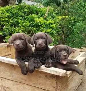 1-3 months Male Purebred Labrador Retriever