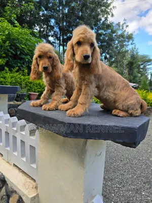 1-3 months Male Purebred Cocker Spaniel