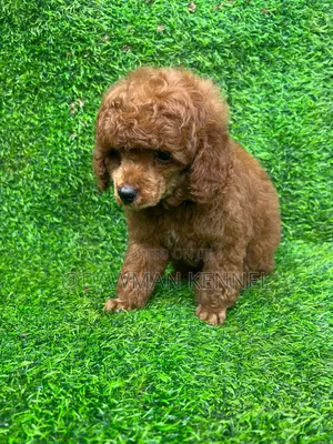1-3 months Female Purebred Poodle