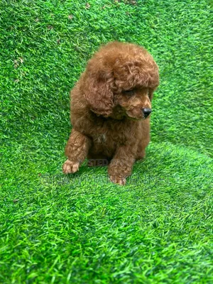 1-3 months Male Purebred Poodle