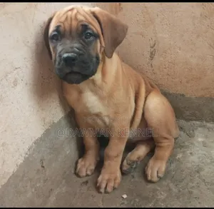 1-3 months Male Purebred Boerboel