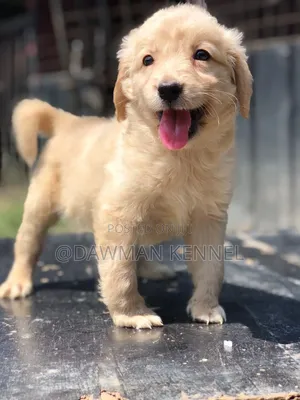 1-3 months Male Purebred Golden Retriever