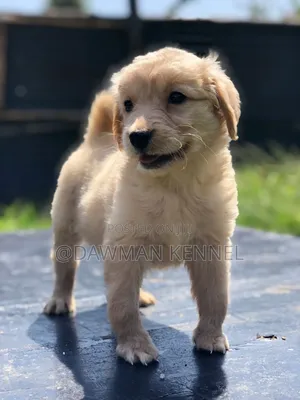 1-3 months Male Purebred Golden Retriever