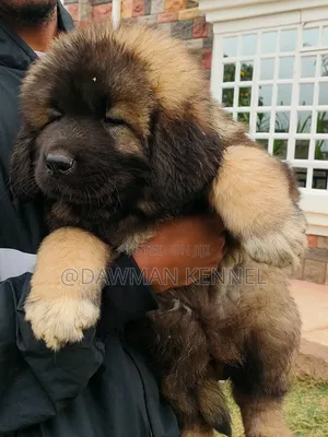 1-3 months Female Purebred Caucasian Shepherd