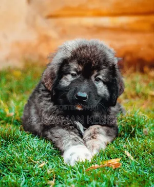 1-3 months Male Purebred Caucasian Shepherd