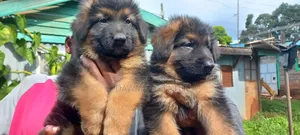1-3 months Male Purebred German Shepherd