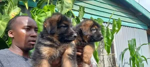 1-3 months Female Purebred German Shepherd