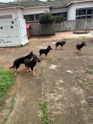 3-6 months Male Purebred German Shepherd