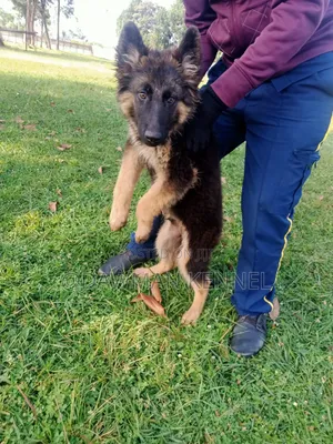 3-6 months Male Purebred German Shepherd