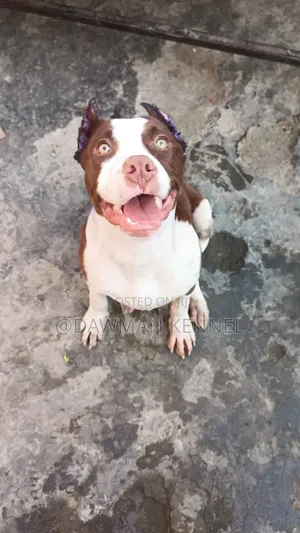 3-6 months Male Purebred American Pit Bull Terrier