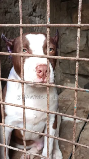 3-6 months Male Purebred American Pit Bull Terrier