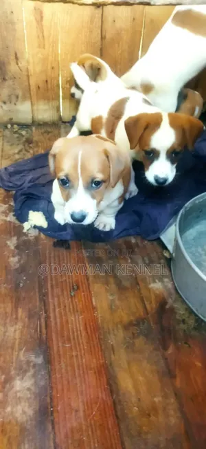 1-3 months Female Purebred Jack Russell Terrier