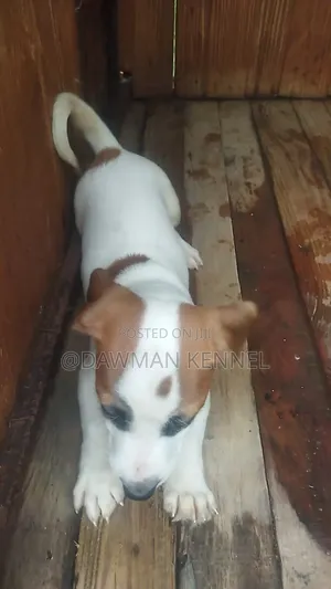 1-3 months Female Purebred Jack Russell Terrier