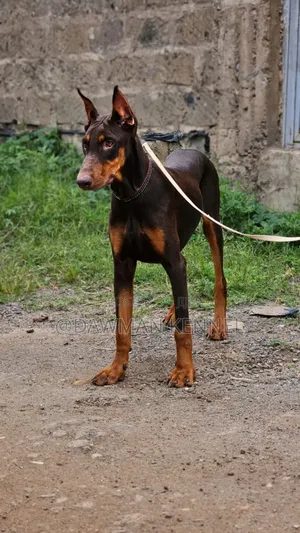 3-6 months Male Purebred Doberman Pinscher
