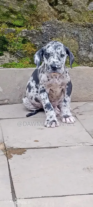 1-3 months Female Purebred Great Dane