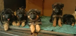 1-3 months Male Purebred German Shepherd