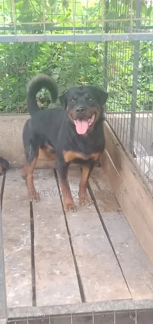 1+ year Male Purebred Rottweiler