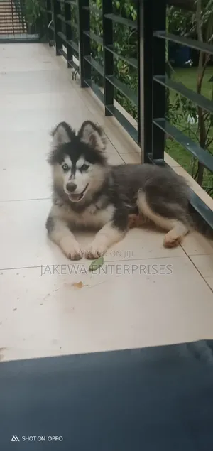 1-3 months Male Purebred Siberian Husky