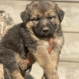 1-3 months Female Purebred German Shepherd