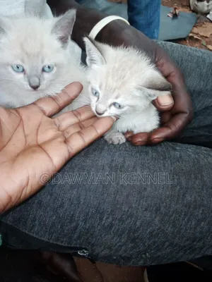 1-3 months Male Purebred Siamese