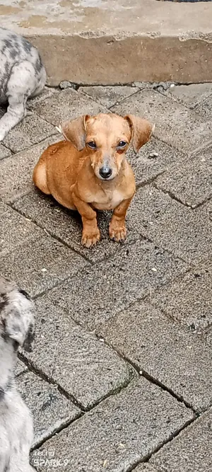 1-3 months Female Purebred Dachshund