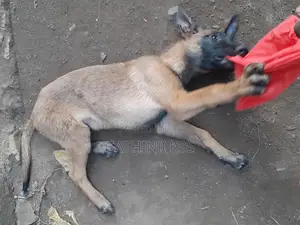 6-12 months Male Purebred Belgian Malinois