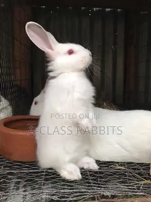 Rabbit Kits / Breeders