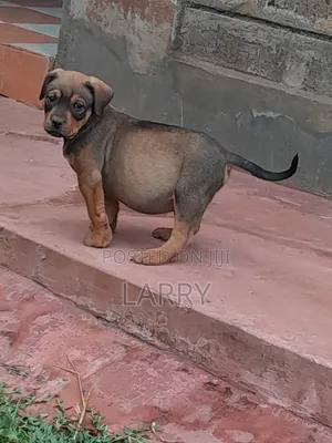 1-3 months Male Purebred Boerboel